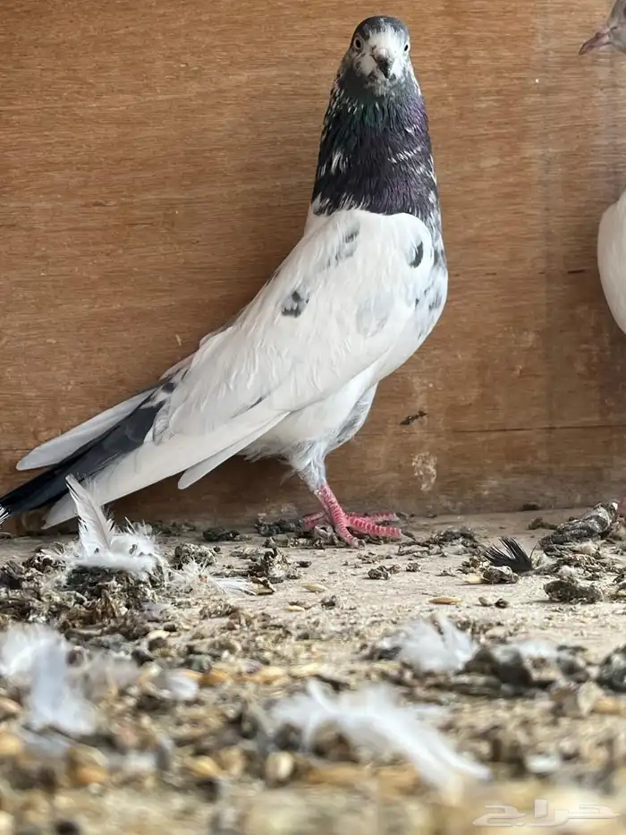 حمام باكستاني 7