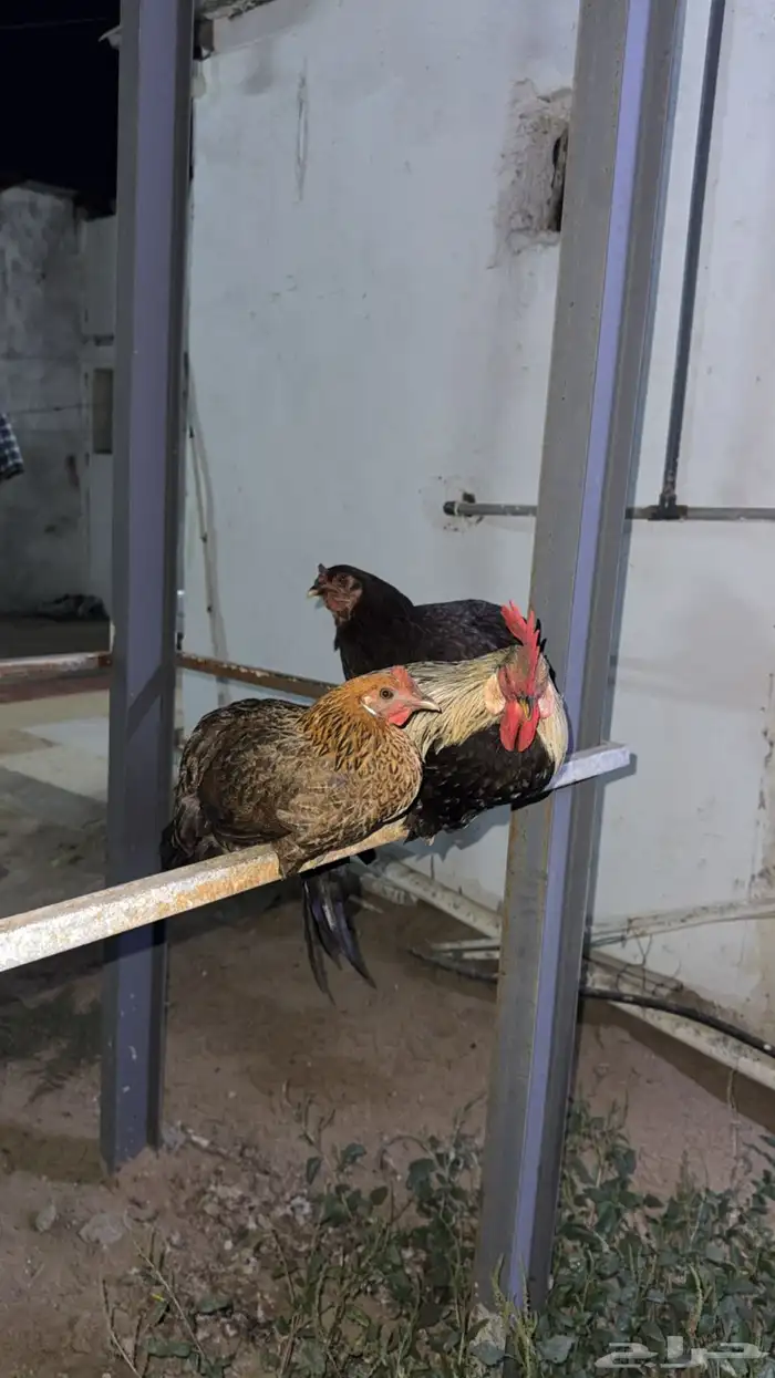 دجاج بلدي وهجين ابراهما 2