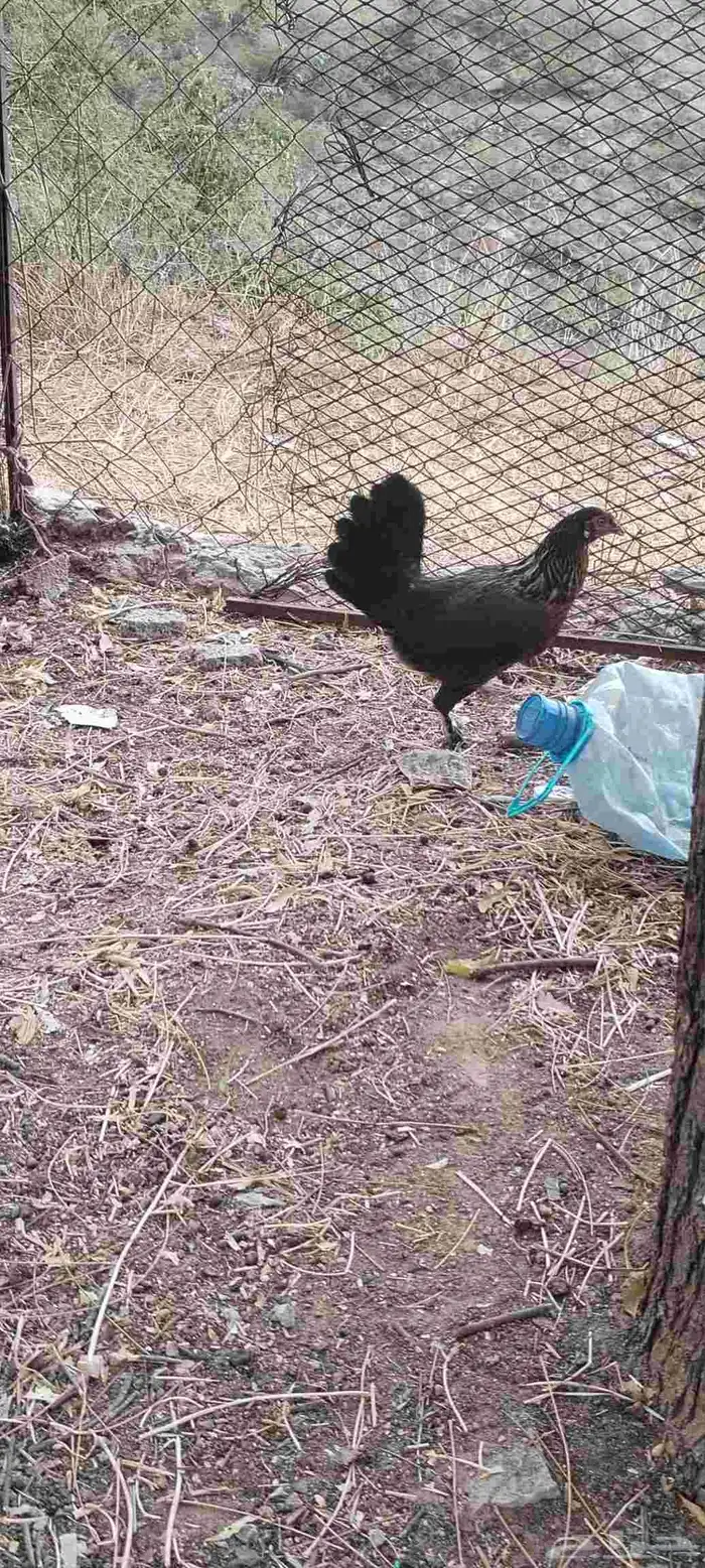 دجاجه ل البيع 2