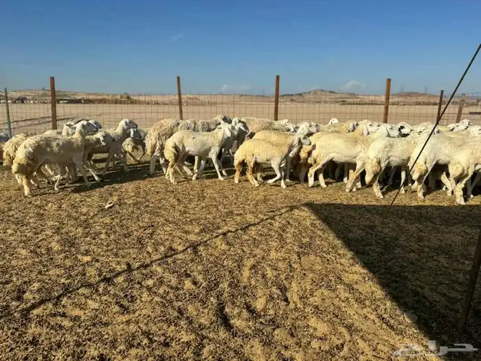 غنم رخال جدعات حريات العدد 55 راس 7