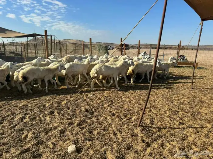 غنم رخال جدعات حريات العدد 55 راس 8