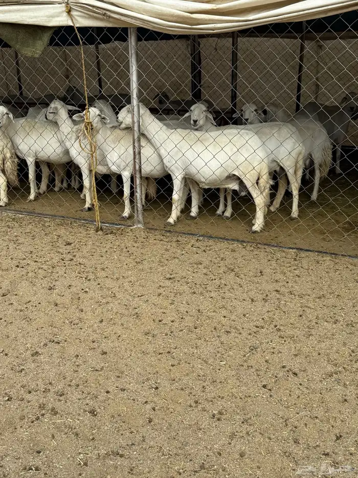 ضان صنف الصنف متابيع 4