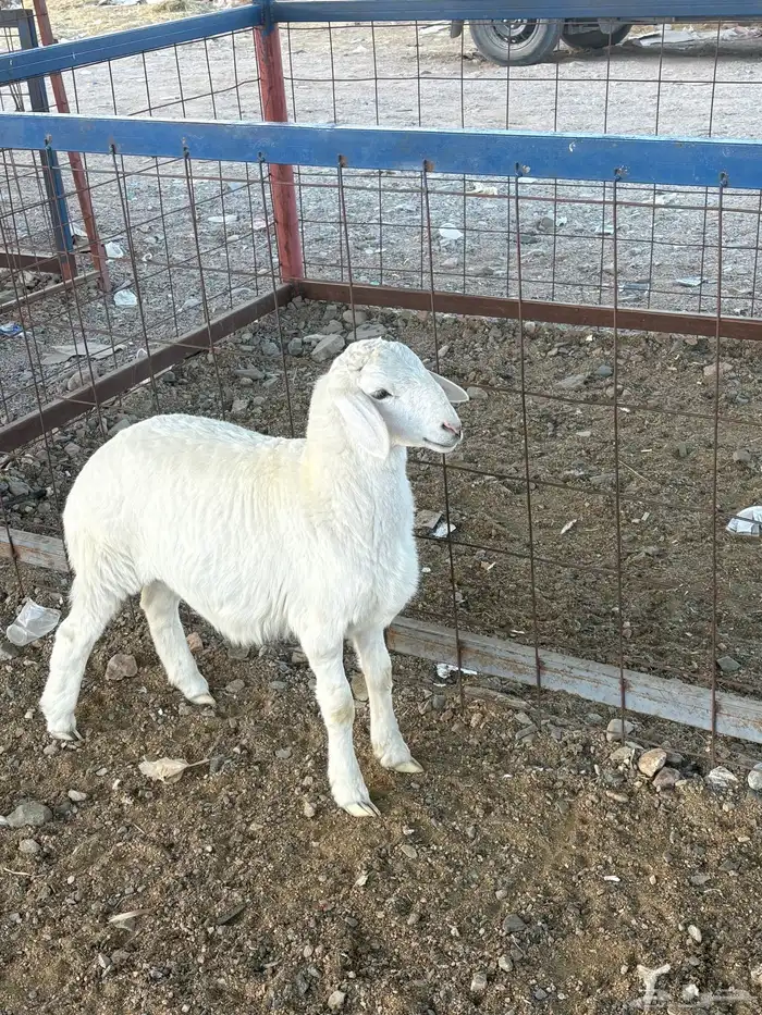 طلي ذبيحه سمين تم البيع 5