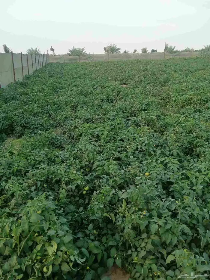 مهندس زراعى مركز البحوث الزراعيه قسم الخضر والبساتين 1