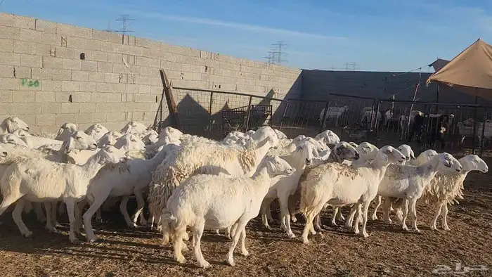 ضان حريات مقاني بفحلها جروم 1