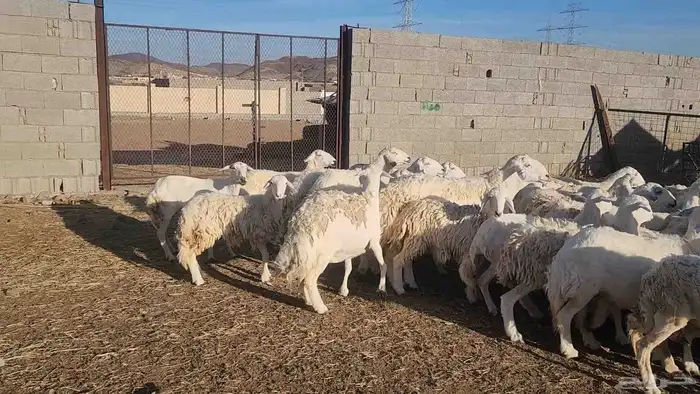 ضان حريات مقاني بفحلها جروم 9