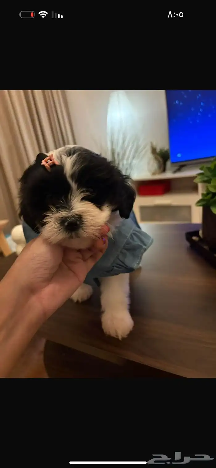 كلاب للتبني 1