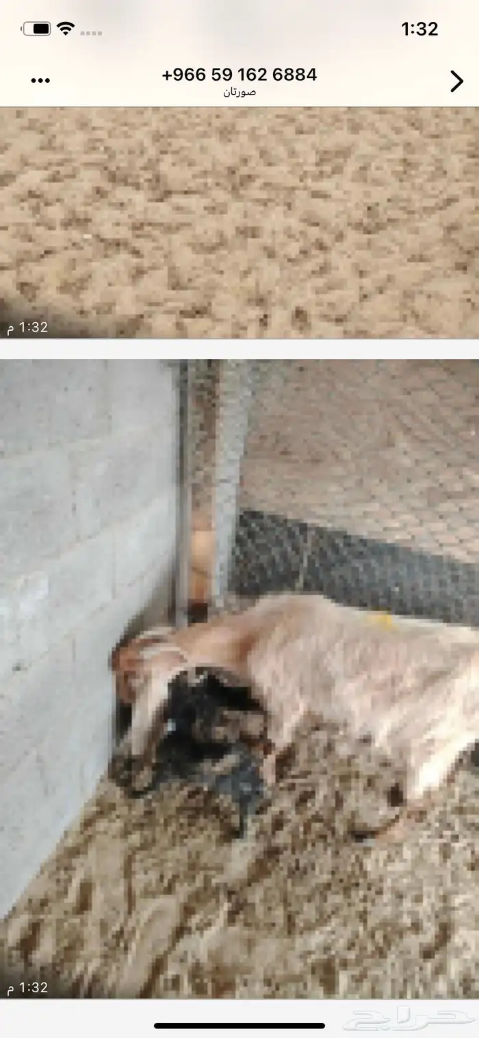 معزا مشاريك عوارض وسوريه متاومه للبيع الإعمار ثني ورباع 7