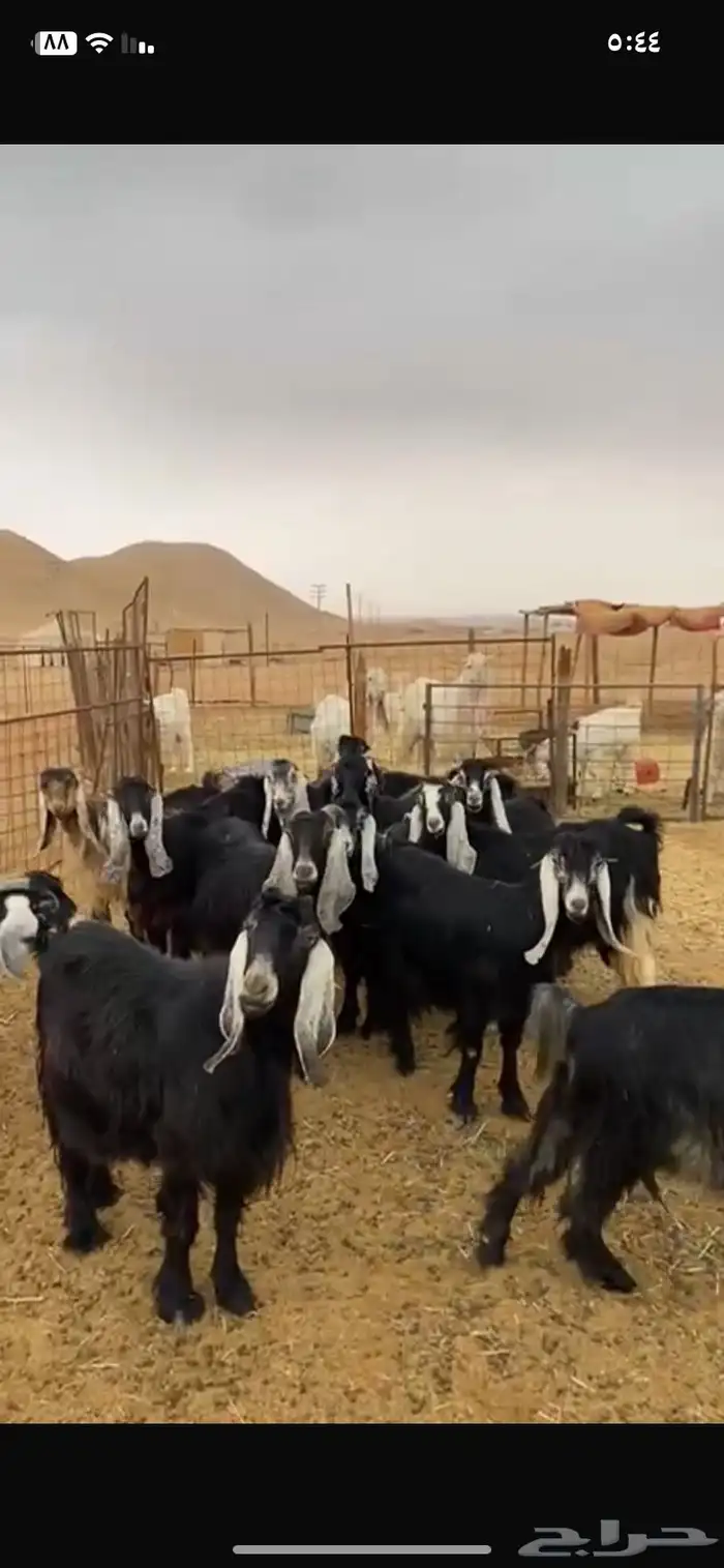 معزا حصيب ودفيع شرط 6