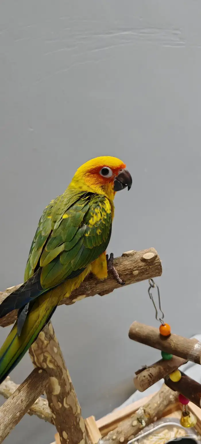 Sun Conure Chick 3