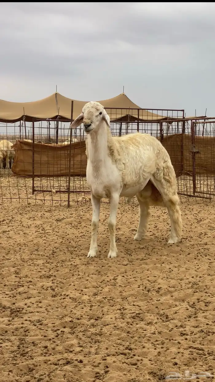 مشروع فحل حري صنف 1