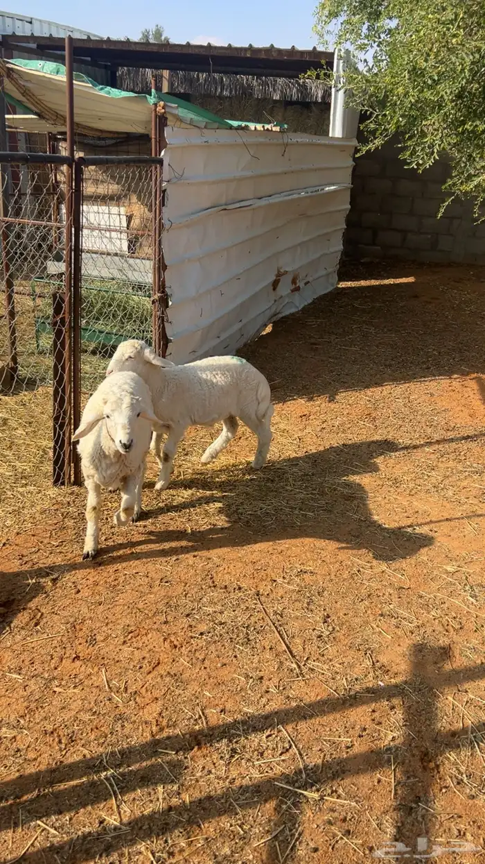 خروفين حري مغلقه 3