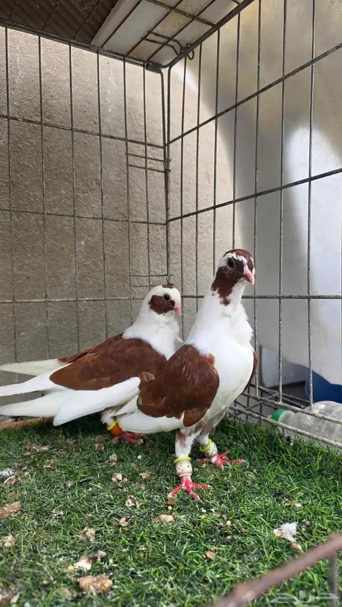 جوز مخاليف بربريسي 1