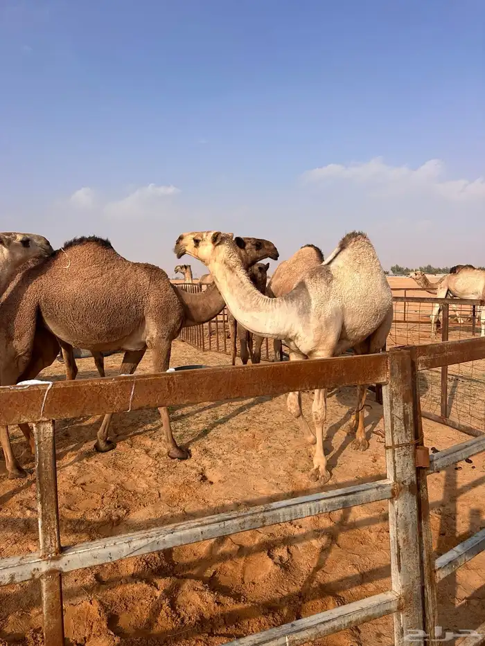 ابل للبيع مع غرفه شرايح ومكينه كهرب 24