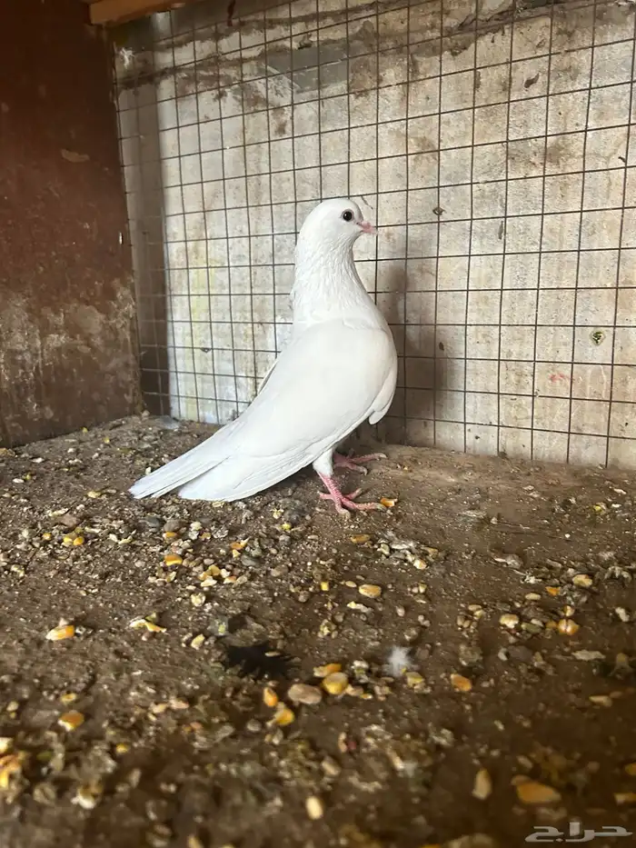 جوز حمام صنعاني مستوى قوي 3