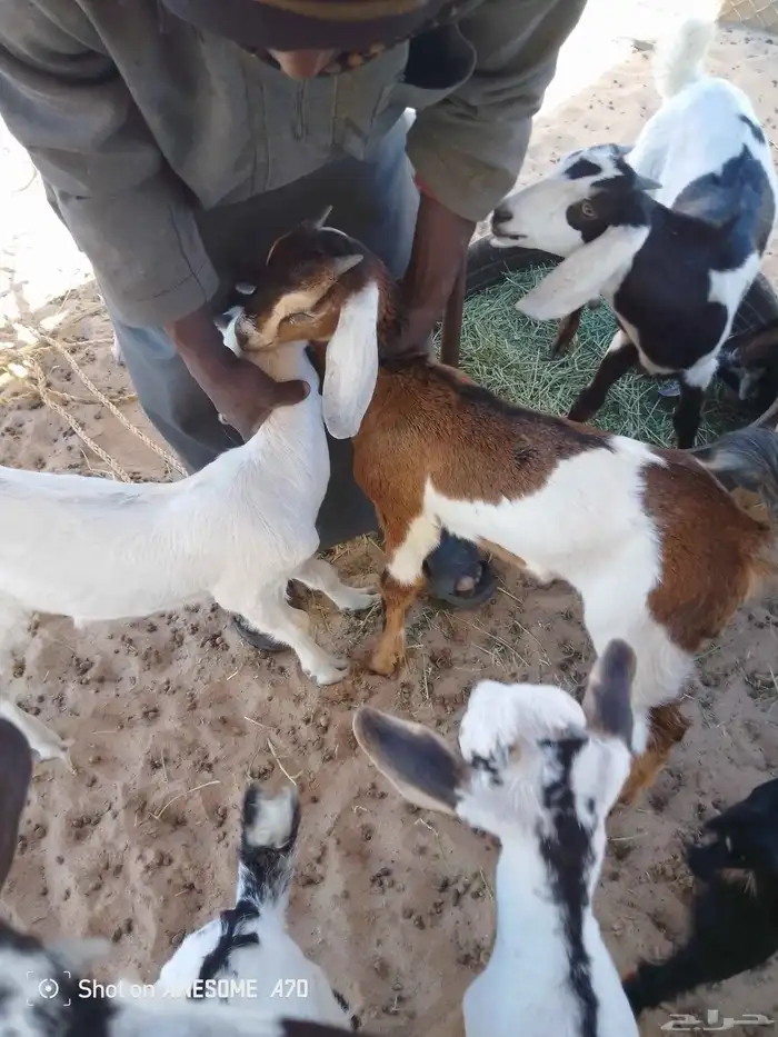 عنز عارضيه معها 2 تيوس اعمارها شهرين 6