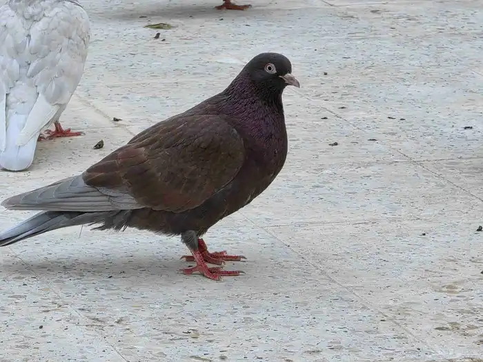 حمام قطايف 2