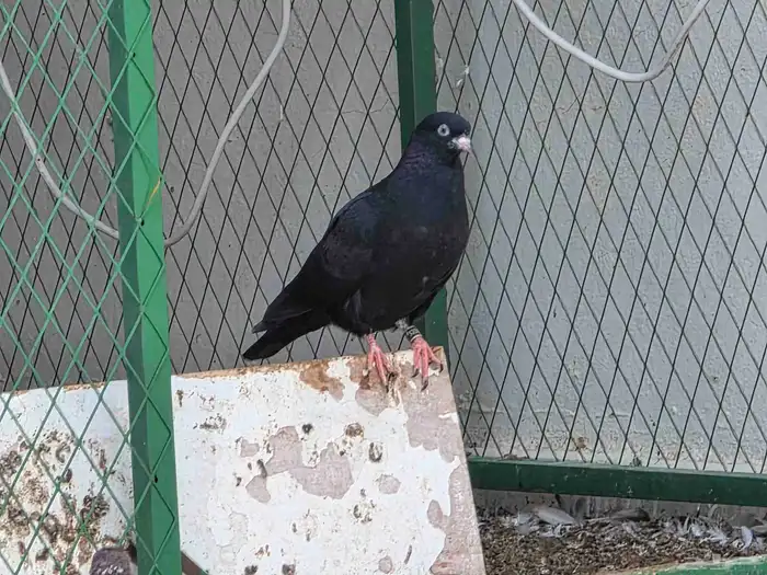 حمام قطايف 4