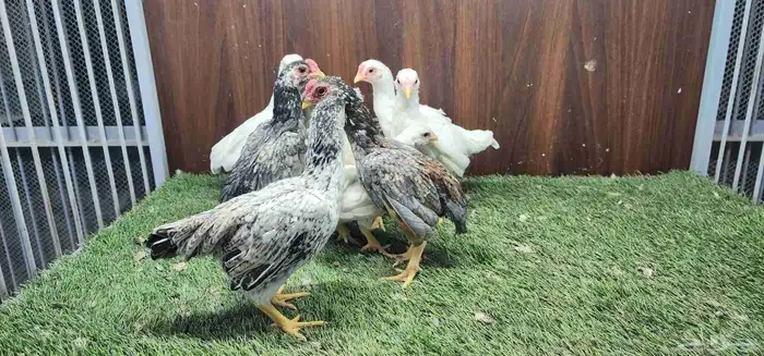 دجاج كوشاما قزم 15