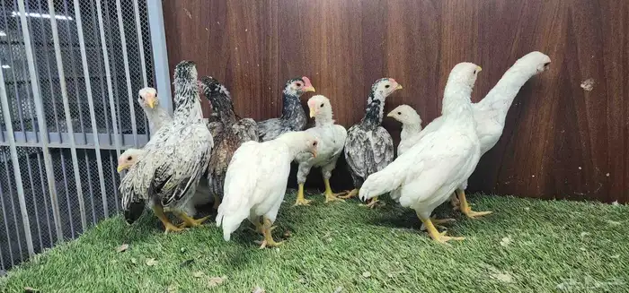 دجاج كوشاما قزم 2