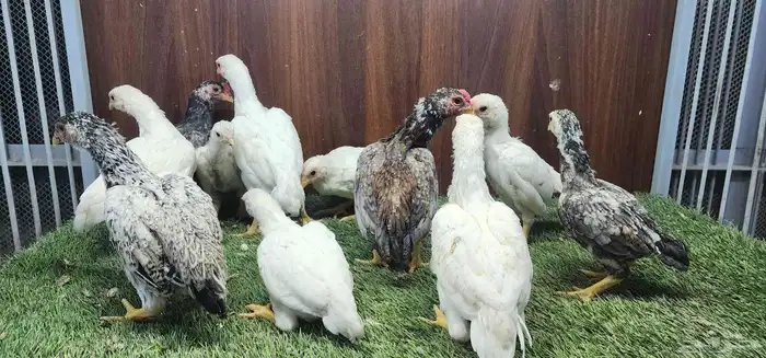 دجاج كوشاما قزم 8