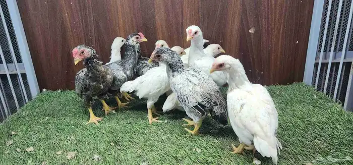 دجاج كوشاما قزم 19