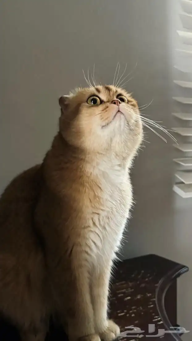 سكوتش دبل فولد قولد فاخر ذكر مستورد مع جواز   فرصة مميزة 3