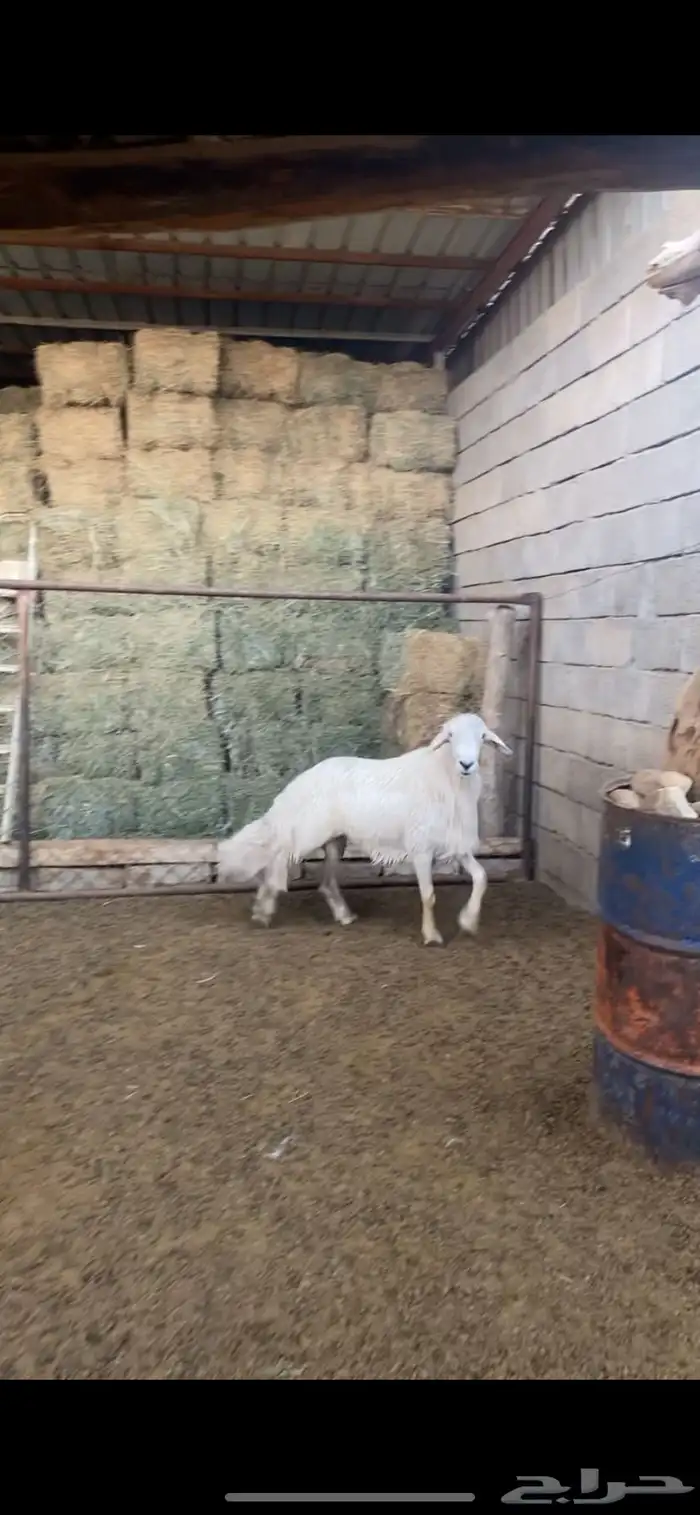 خروف فحل من غنم شهران الصايل حرش اصيل 3