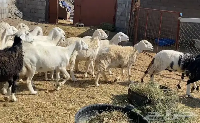 ضان حريات حرش مقاني طيبيات 7