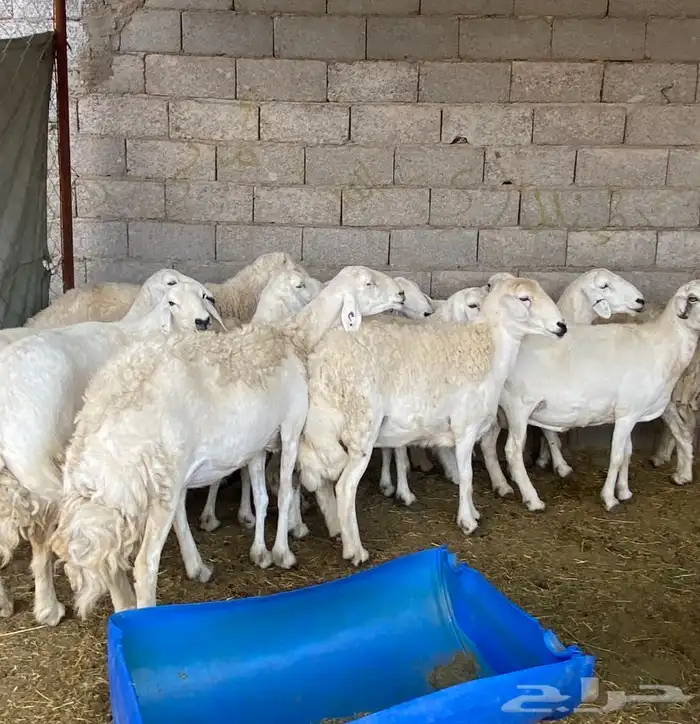 ضان حريات حرش مقاني طيبيات 2