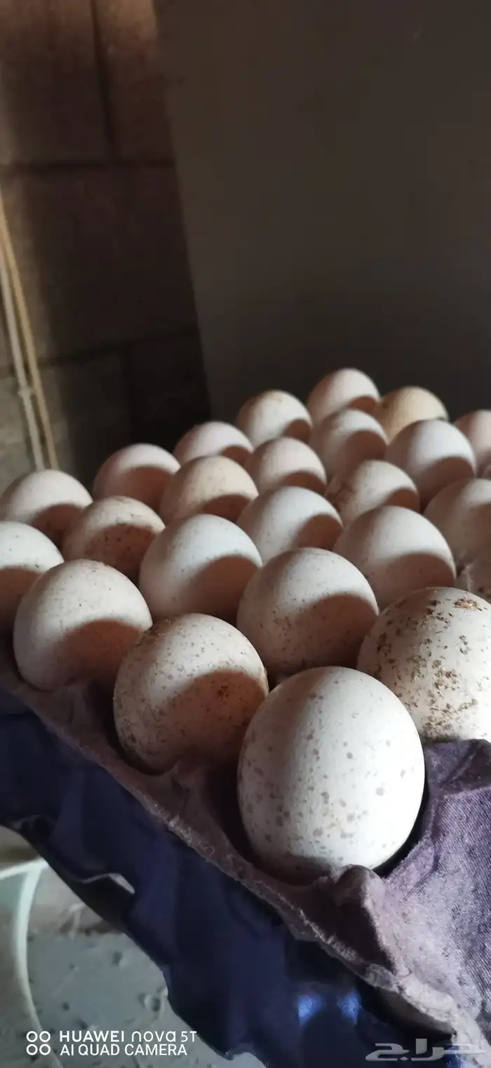 بيض رومى مخصب 1