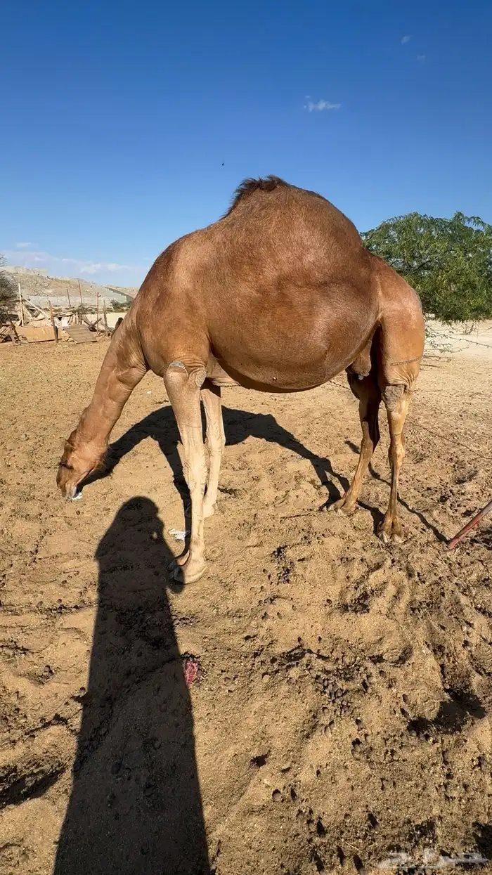 ناقه ملاقي 7