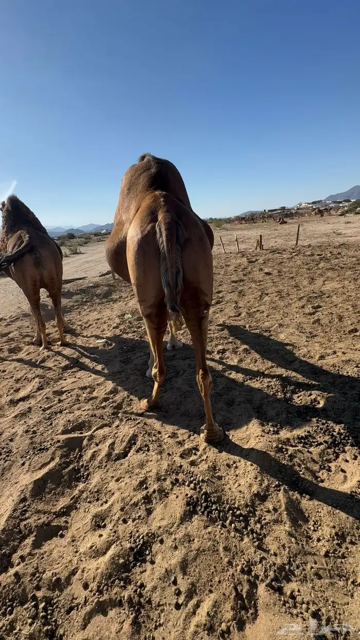 ناقه ملاقي 4