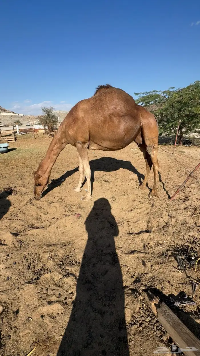 ناقه ملاقي 1