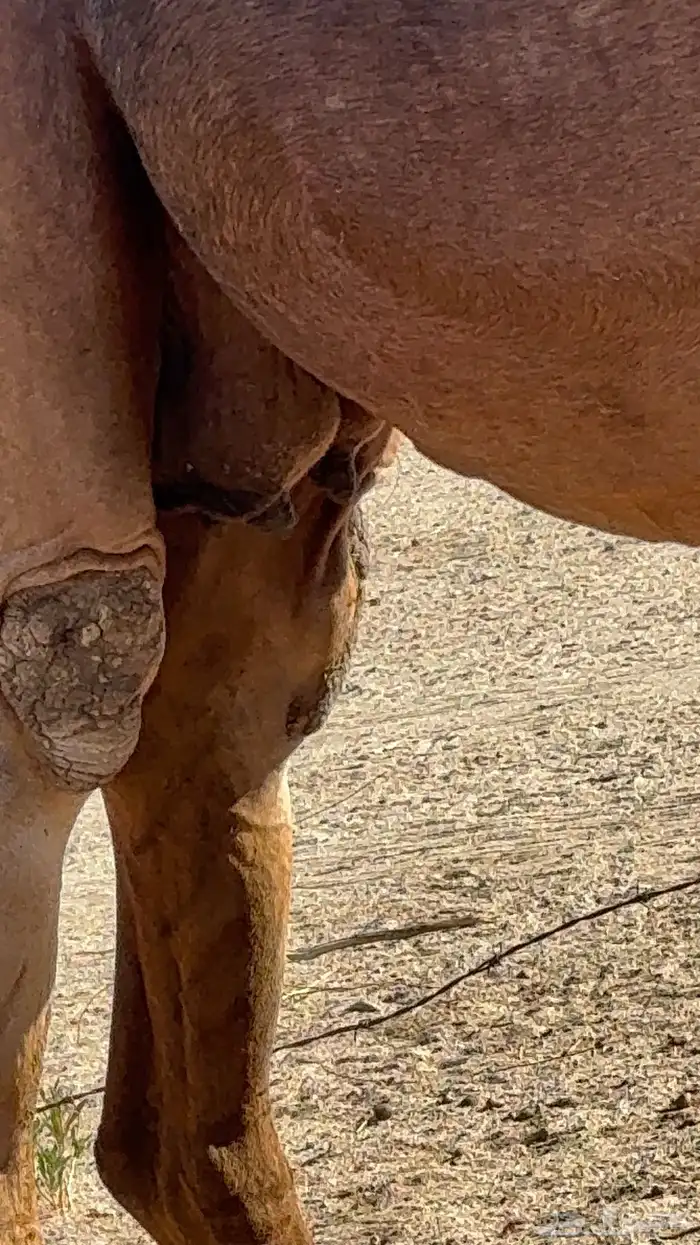 ناقه ملاقي 8