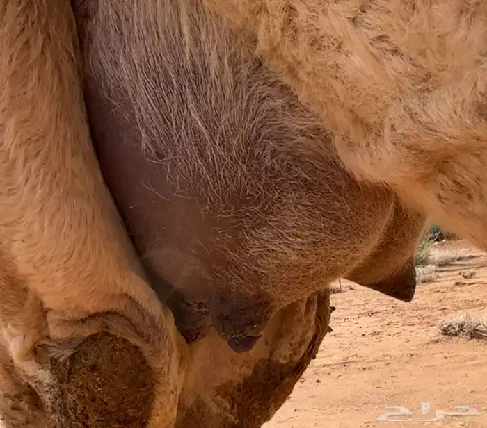 خلفه شقحاء معها بكره 3