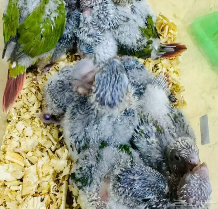 فروخ كنيور 6