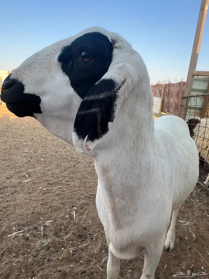 سواكني مرابي 6 شهور عندي ضمان ذهبي 15