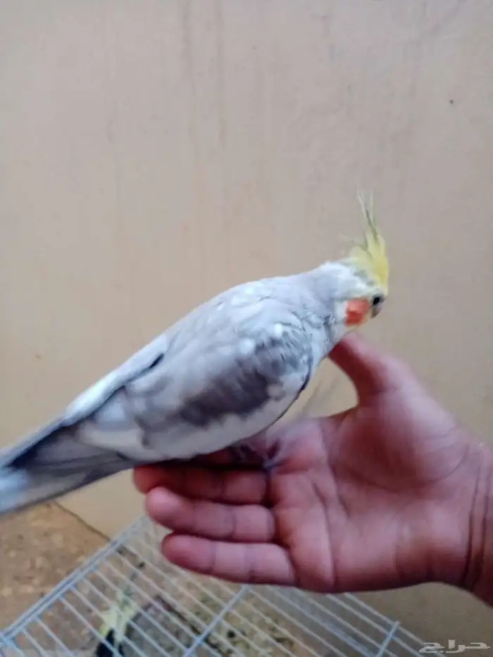 طير كروان ذكر اليف 1