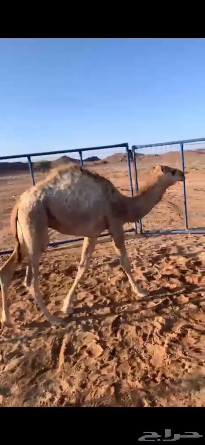 قعود لباني عمره 8شهور ع الحليب 1