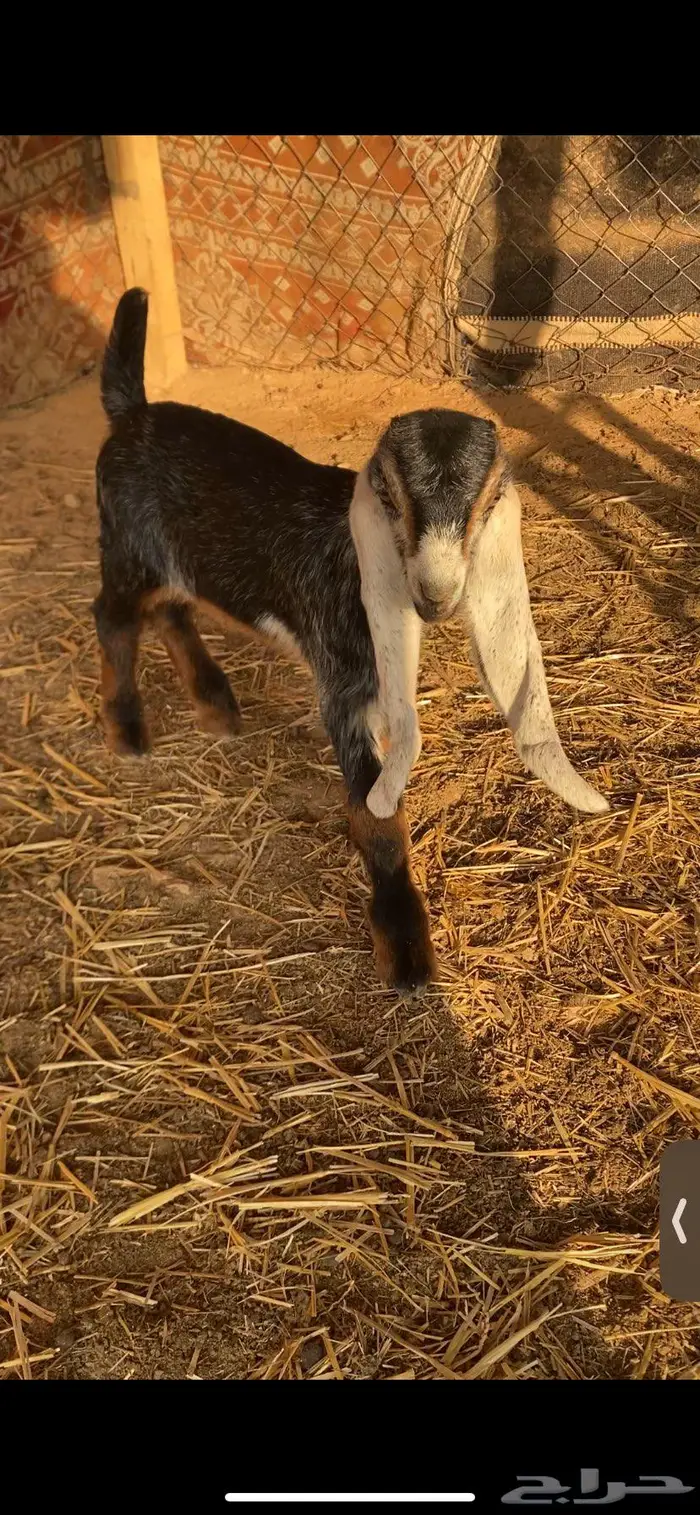 تيوس عطر معرفات الموقع دقله شمال الرياض 1