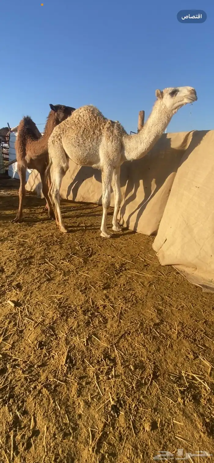 قعود مفرود على حليب نضيف شرط وساسه طيب 1