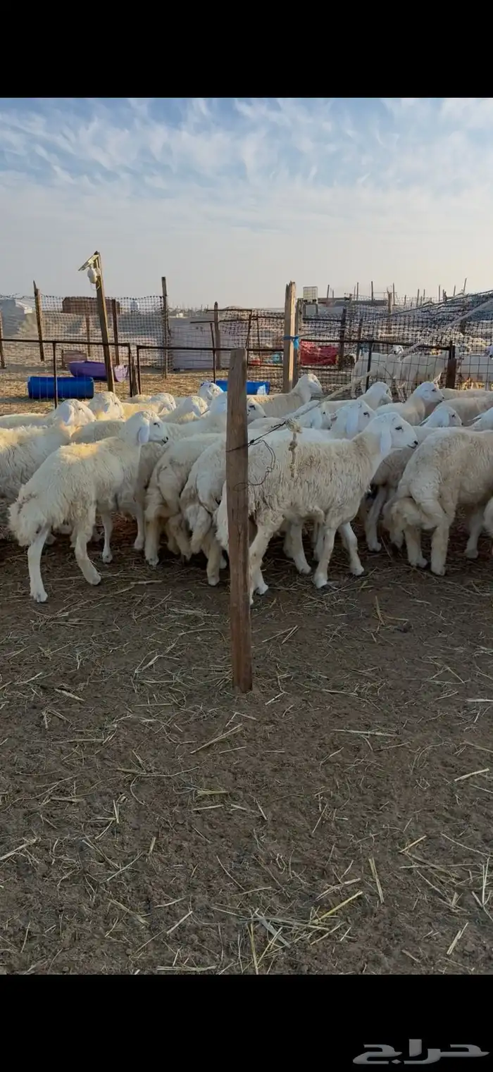 ذبائح حري فل والحم وشحم في الدمام 8