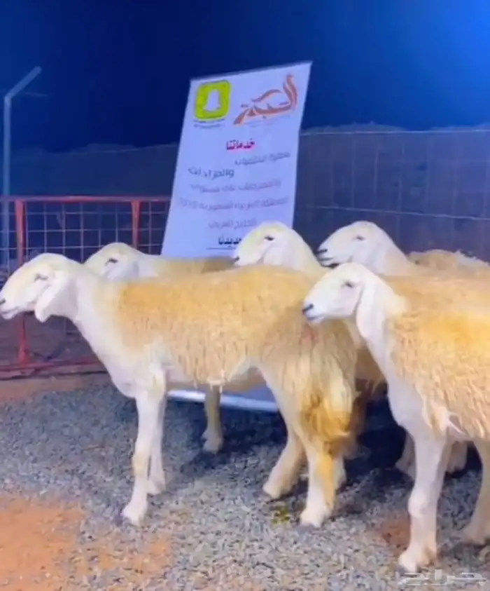 مشاريع فحول حريه صنف الصنف درجه اولى 5