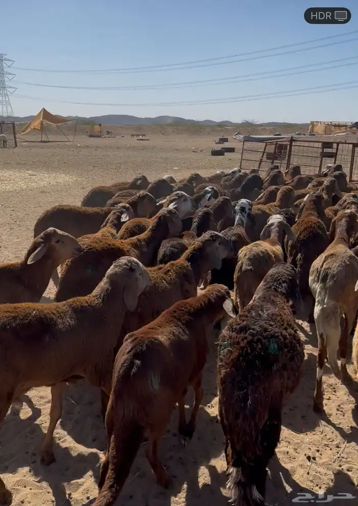 طليان سواكني حمري (تم البيع) 1