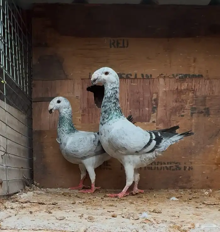 جوز هومر قرزل مستوى بطل فواخر 3