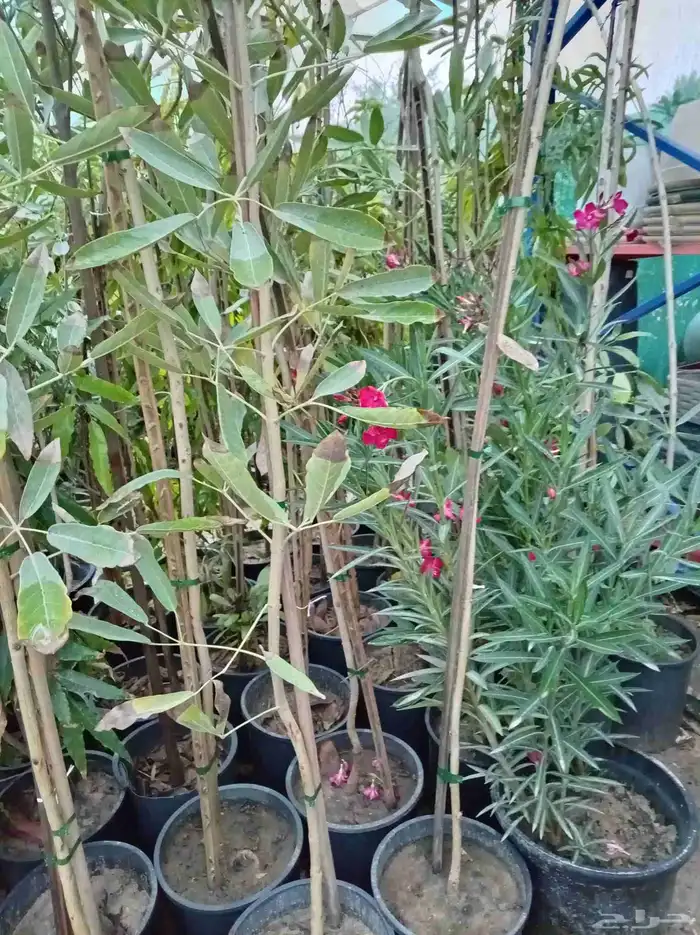 بيع جميع انواع النخل والشجر وردي وتنظيف النخيل والشجر وتنسيق 3