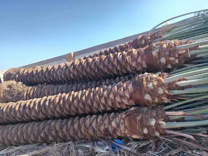 يوجد لدينا جميع انوع أنخيل ومقاسات متوفره حسب اطلب 1