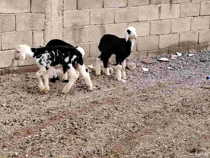 دواقير نجد العدد 3 رخل 2 خاروف 1. 2 عمارهن 20 واحد عمره سبو 2