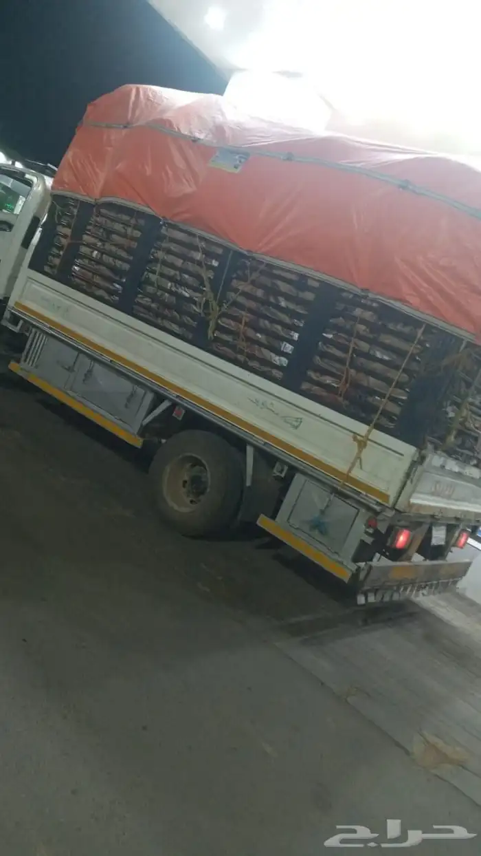 دينا مشوير 3